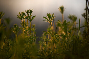 Трава в закатных лучах