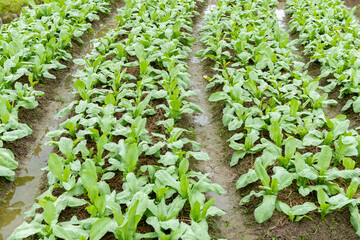 rows of planted vegetable at horizontal composition