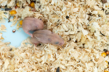 baby hamsters at horizontal composition