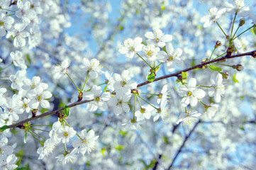 flowering branches of fruit trees for a spring mood