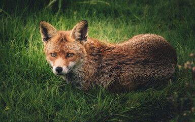 Red fox taking a rest in the morning sunshine, wet grass on a spring morning.