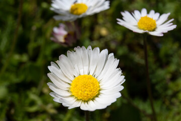 Obraz premium Gänseblumen im Garten, Macro Blüte, Frühling