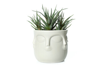 Buddha pot with plant isolated on white background
