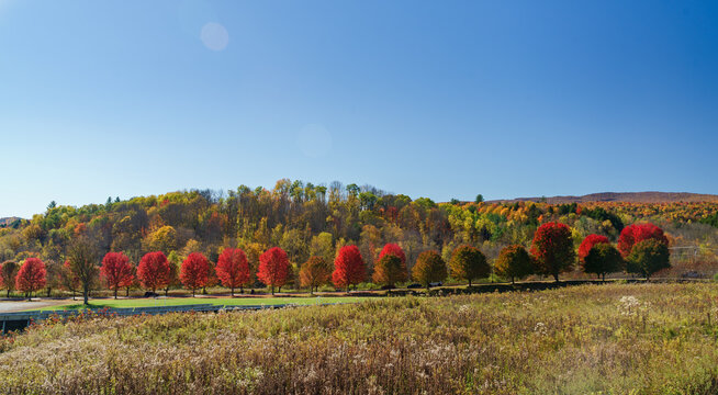 Rows of vibrant red trees brighten up the remote hills as Autumn came knocking in Vermont, United States. 