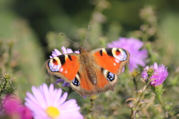 butterfly on flower