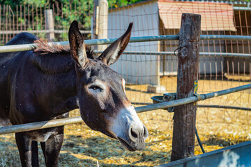 Fototapeta premium Donkey smiles at the camera squinting his eyes with his straight ears up