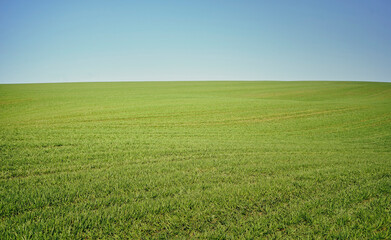 Fototapeta na wymiar поле трава и небо