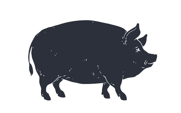 recommend clip art: Pig, pork. Vintage logo, retro print for Butchery meat shop, pig silhouette. Logo template for meat business, meat shop. Isolated black silhouette pig on white background. Vector Illustration