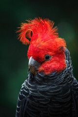 Australian Gang-gang Cockatoo, adult male