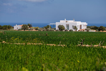 cultivation field managed by the cooperative of Formentera, La Mola, Formentera, Pitiusas Islands, Balearic Community, Spain