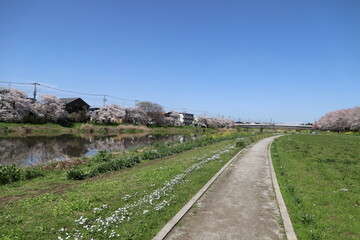 Fototapeta na wymiar 春の日本埼玉県を流れる元荒川の岸辺の風景