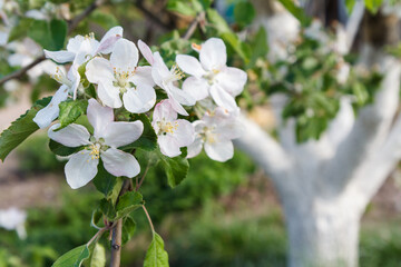 Branch of blooming apple tree in a spring orchard.