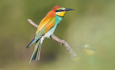 bird of paradise in beautiful greenery on a spring morning