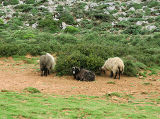 Typisch Kreta am Afendis Stavromenos  bei Melisses