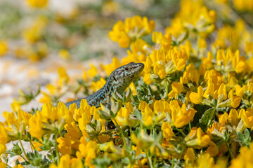 Podarcis hispanicus, Sargantana, Cap Barbaria, Formentera, Pitiusas Islands, Balearic Community,...
