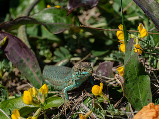 Podarcis hispanicus, Sargantana, Cap Barbaria, Formentera, Pitiusas Islands, Balearic Community, Spain