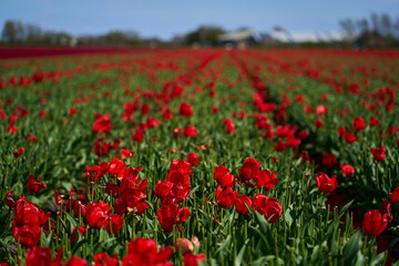 Tulips in the light of summer