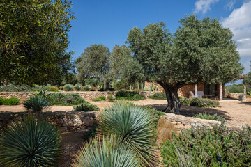 olives on Cap de Barbaria wineries,Formentera, Pitiusas Islands, Balearic Community, Spain