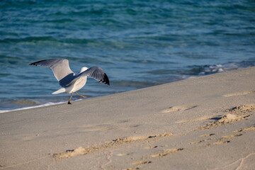 Llevant beach, Formentera, Pitiusas Islands, Balearic Community, Spain