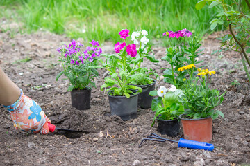 The girl plants flowers in the flowerbed. Selective focus