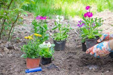 The girl plants flowers in the flowerbed. Selective focus