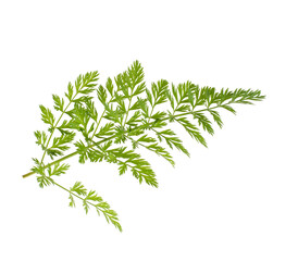 Green tops of carrots on a white background, isolate, close-up. Agriculture