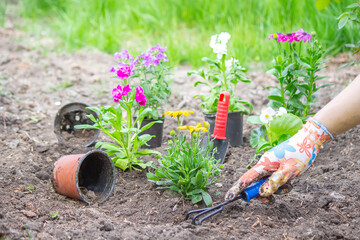 The girl plants flowers in the flowerbed. Selective focus