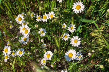 Wildflowers Chamomile top view, shallow depth of field