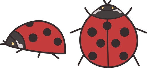 Obraz premium 上から見たテントウムシと横から見たテントウムシ