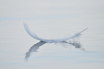 Plume sur l'eau