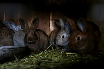 Little young cute rabbits in a cage on a farm
