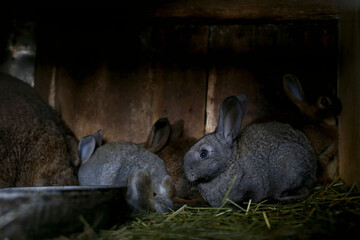 Little young cute rabbits in a cage on a farm