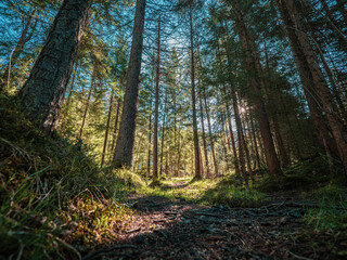 Beautiful sun rays shine through the trees in a mountain pine forest as a footpath mountain trail leads into the forest.