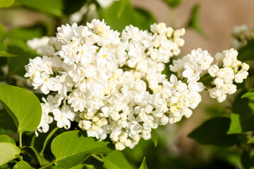 bush of white lilac