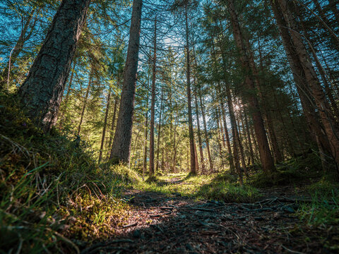 Beautiful sun rays shine through the trees in a mountain pine forest as a footpath mountain trail leads into the forest. © neil