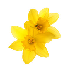 Fototapeta premium Beautiful blooming yellow daffodils on white background