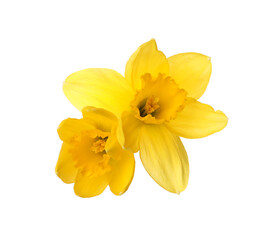 Fototapeta premium Beautiful blooming yellow daffodils on white background