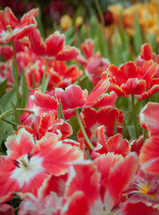 Wide-open red tulips blooming on the field