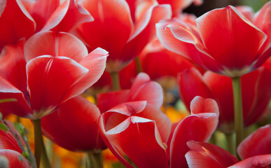 Wide-open red tulips blooming on the field