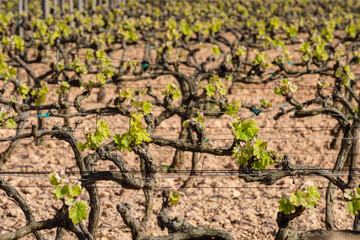 vineyards of the Terramoll winery, La Mola, Formentera, Pitiusas Islands, Balearic Community, Spain