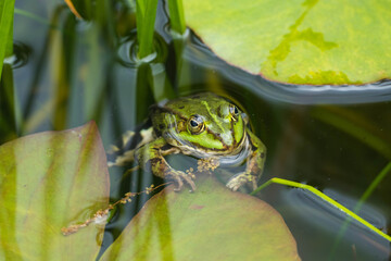 Wasserfrosch Frontalansicht