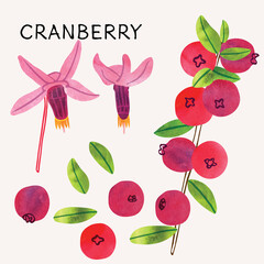Cranberry illustration vector set with watercolor texture and line art. Hand drawn fully isolated modern colorful design elements ideal for health product packaging, brochures, web and more.