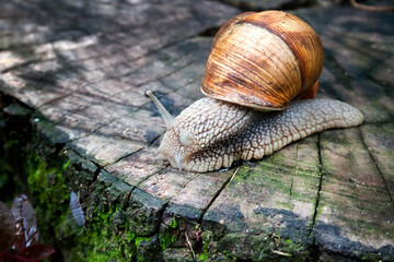 Burgundy snail (Helix pomatia) or escargot in natural environment