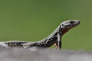 Lézard des murailles
