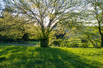 Fototapeta premium Wunderschöne Frühlingslandschaft am Karmalitinnen Kloster in Zweifall