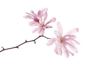 Fototapeta na wymiar Magnolia tree branch with beautiful flowers isolated on white