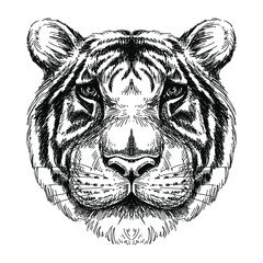 Sketch tiger head, black and white vector illustration. Vintage etching.