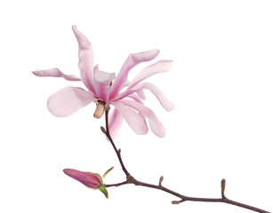 Magnolia tree branch with beautiful flower isolated on white