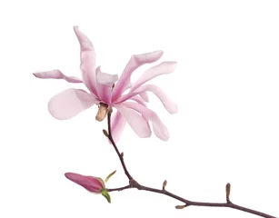 Foto op Canvas Magnolia tree branch with beautiful flower isolated on white © New Africa