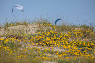 kitesurfing on Illete beachFormentera, Pitiusas Islands, Balearic Community, Spain